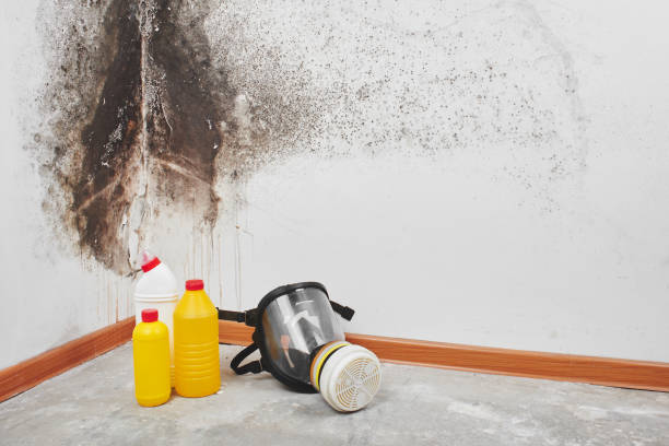 Best Post-Flood Mold Remediation in Elgin, SC
