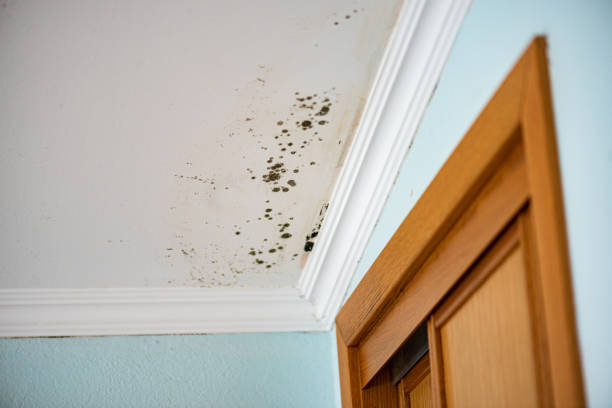 Best HVAC Mold Remediation in Elgin, SC