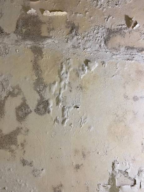 Best Commercial Mold Remediation in Elgin, SC