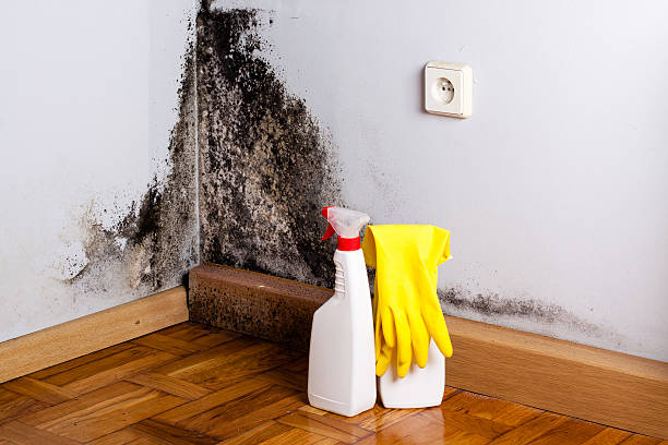 Best Residential Mold Remediation in Elgin, SC