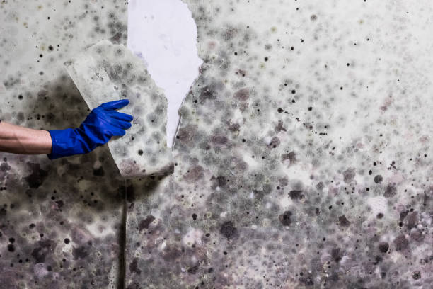 Best Attic Mold Remediation in Elgin, SC