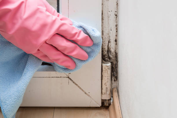 Elgin, SC Mold Remediation Company