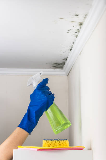 Best Industrial Mold Remediation in Elgin, SC